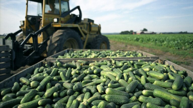 felix_önos_gherki_cucumber_pile_tractor-1920x1080